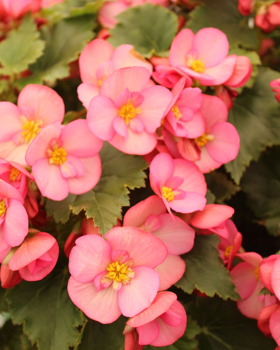 Begonia