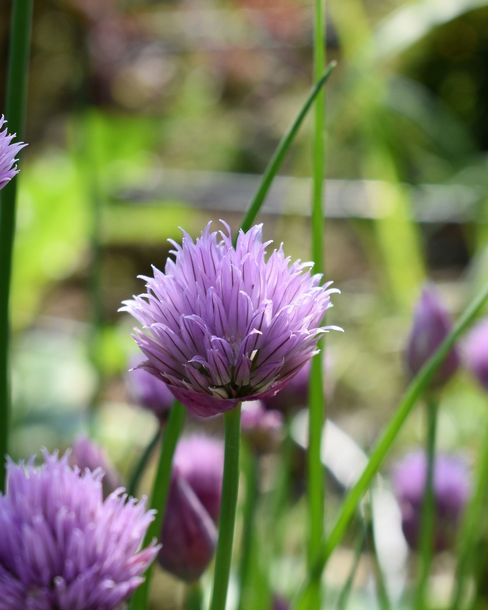 Fleurs de ciboulette