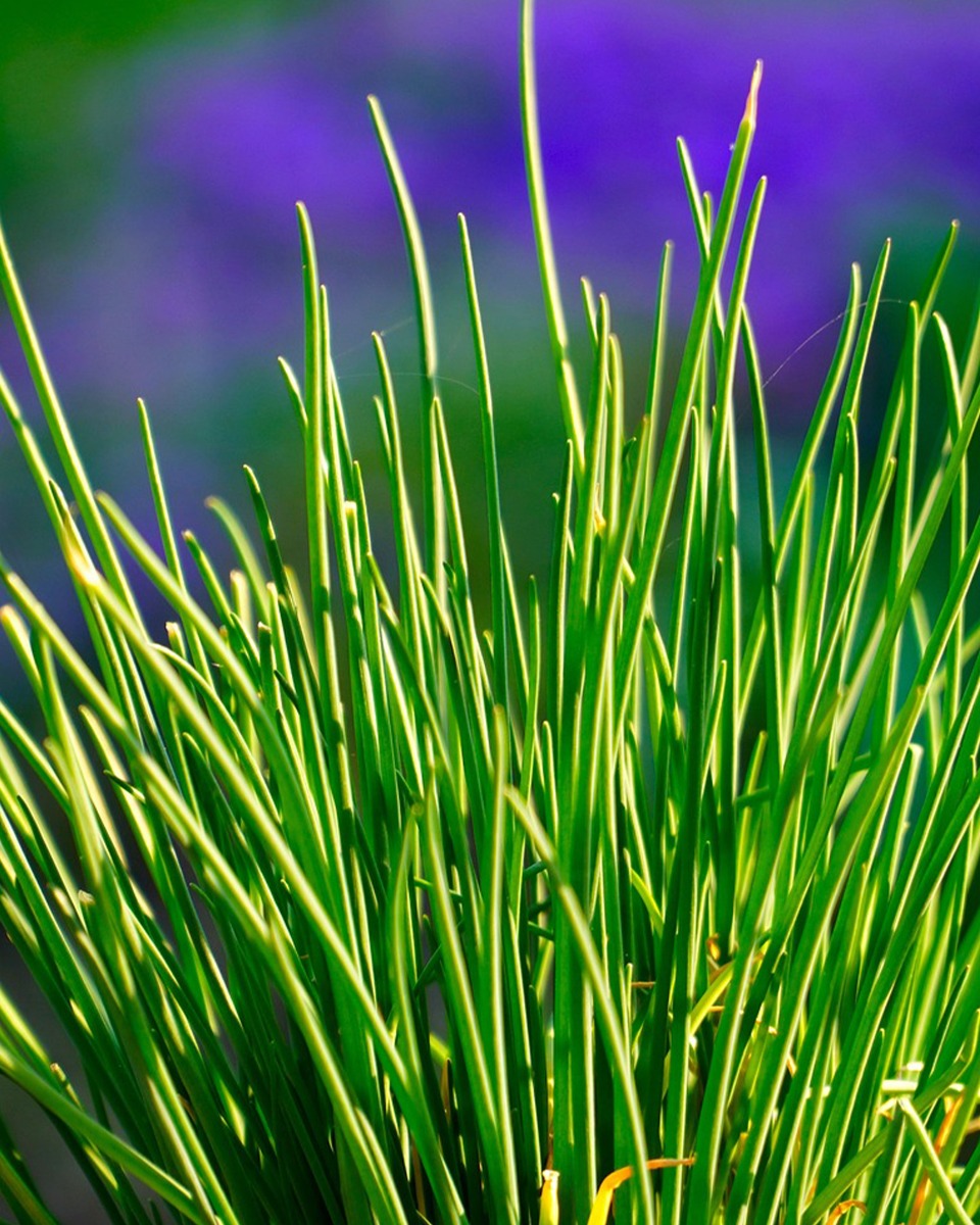 Planter de la ciboulette