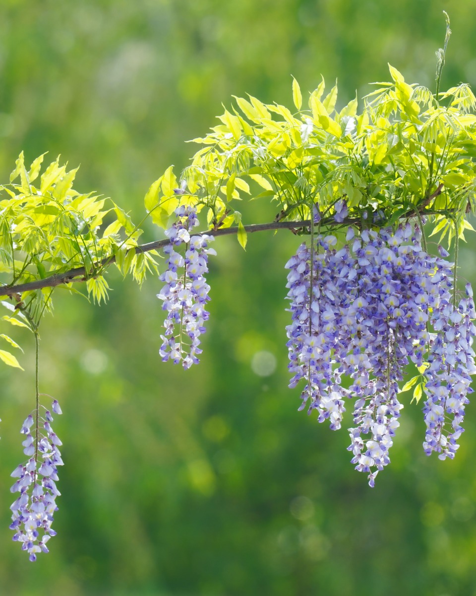 Nourrir la glycine