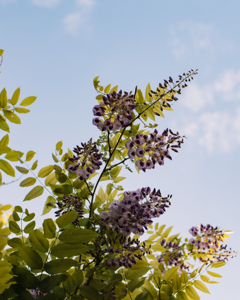 Entretien de la glycine