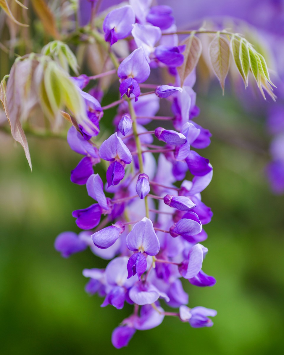 Fleur de glycine