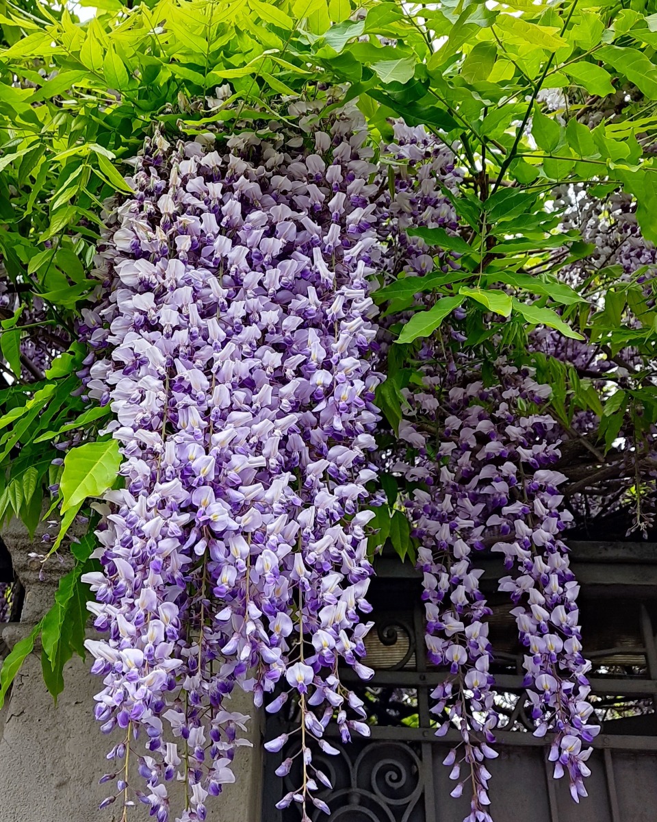 Arrosage de la glycine