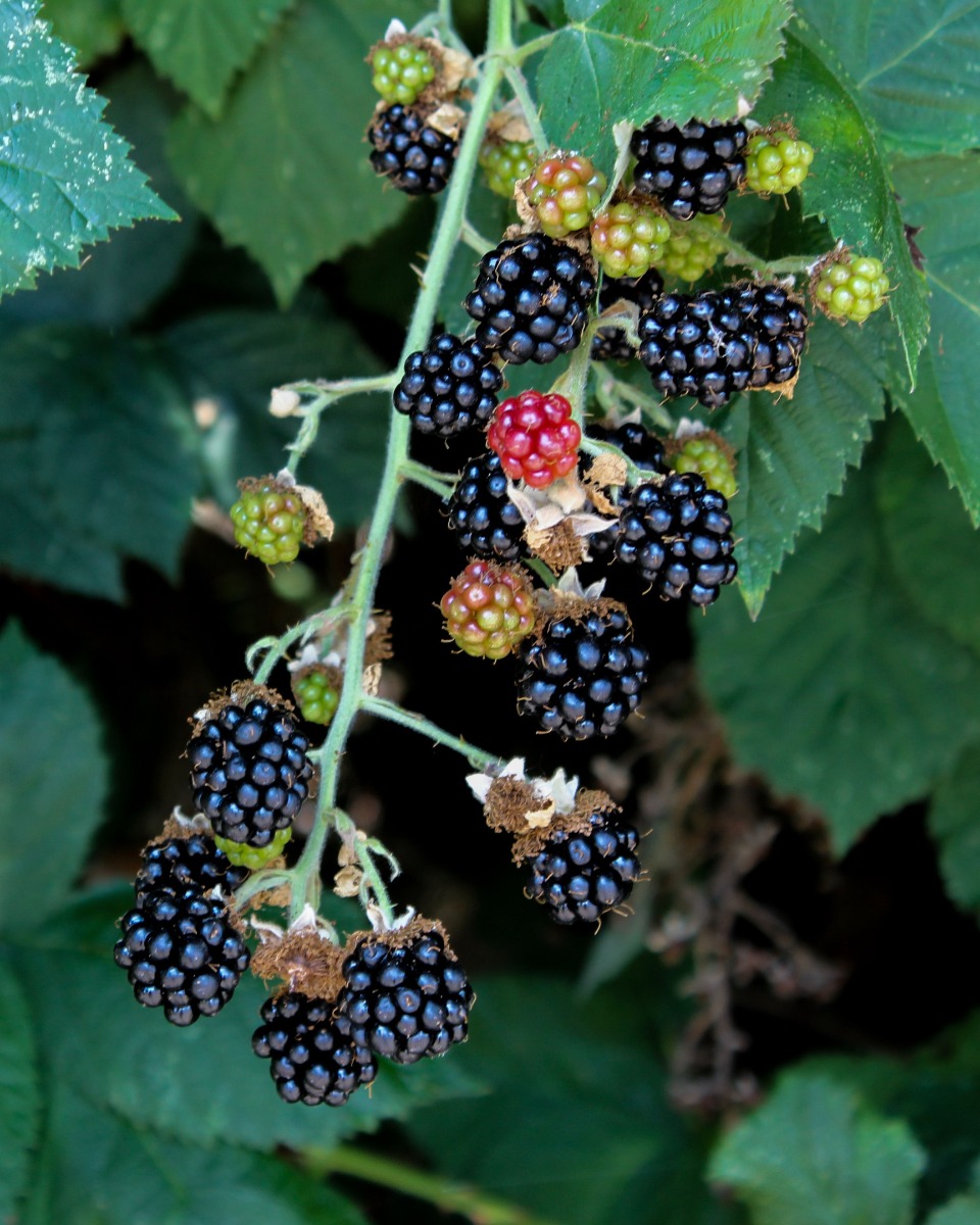 L'alimentation du mûrier