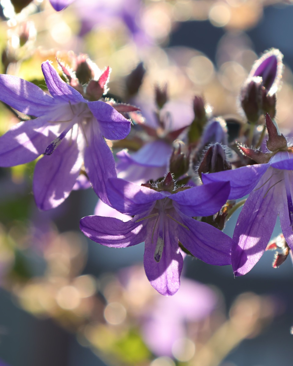 Fleurs de la Campanule 