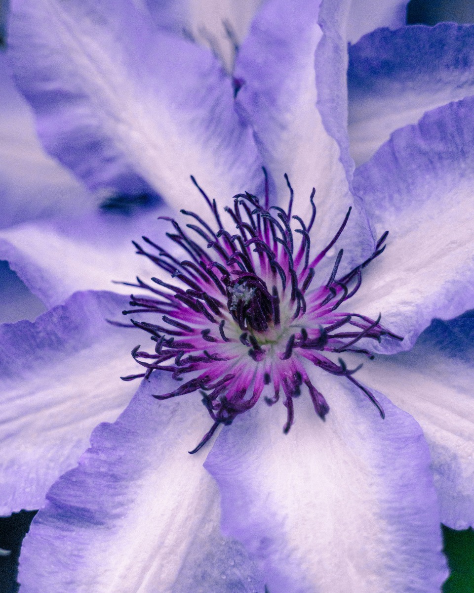 Fleurs de clématite