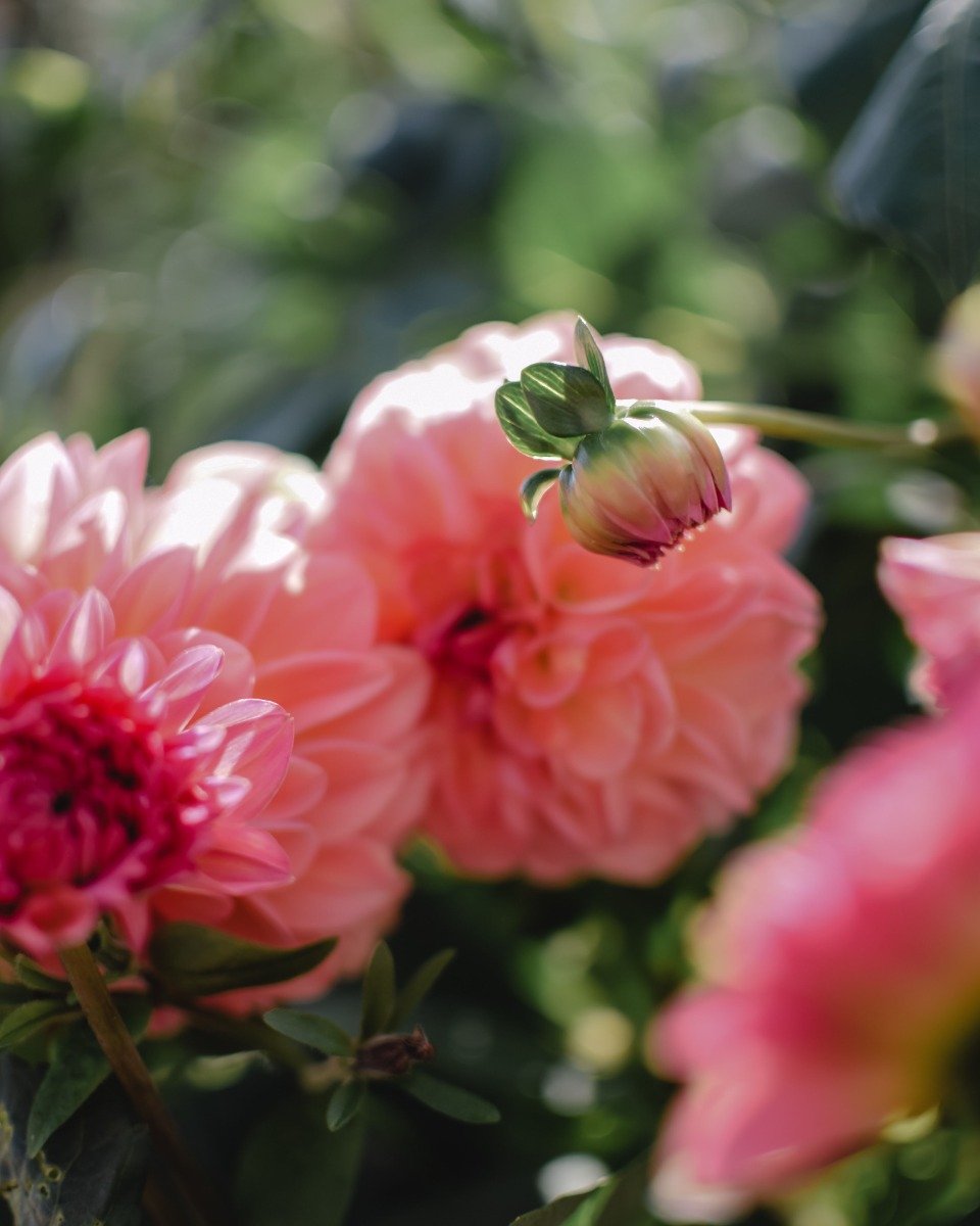 Nourriture pour le dahlia