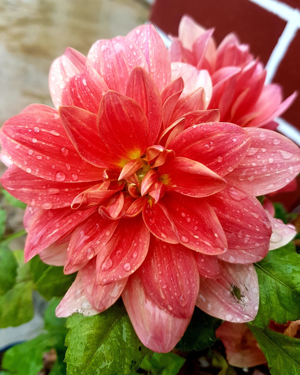 Arrosage du dahlia