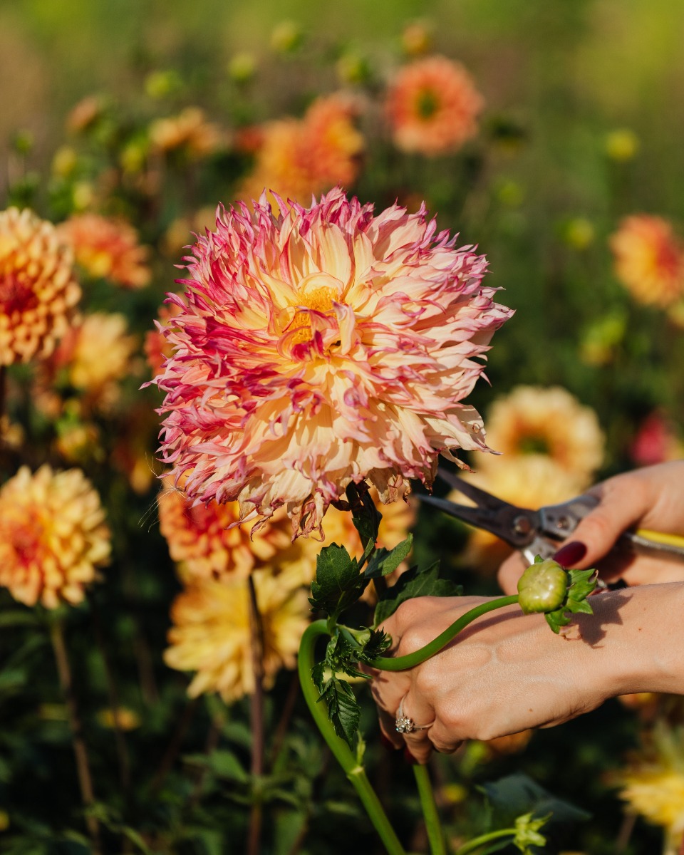 Maintenance des dahlias