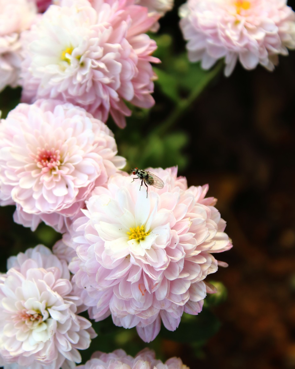 Les fleurs du dahlia