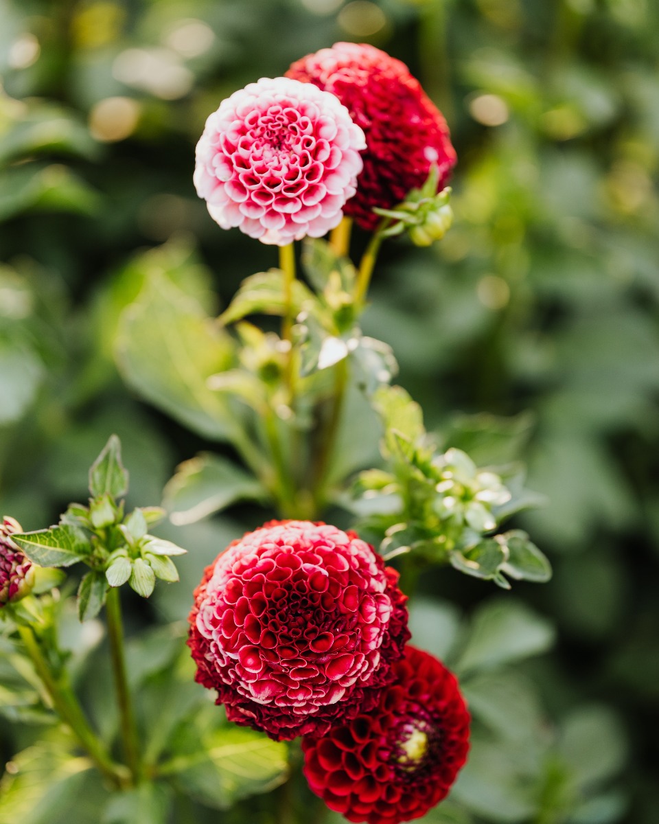 Plantation du dahlia