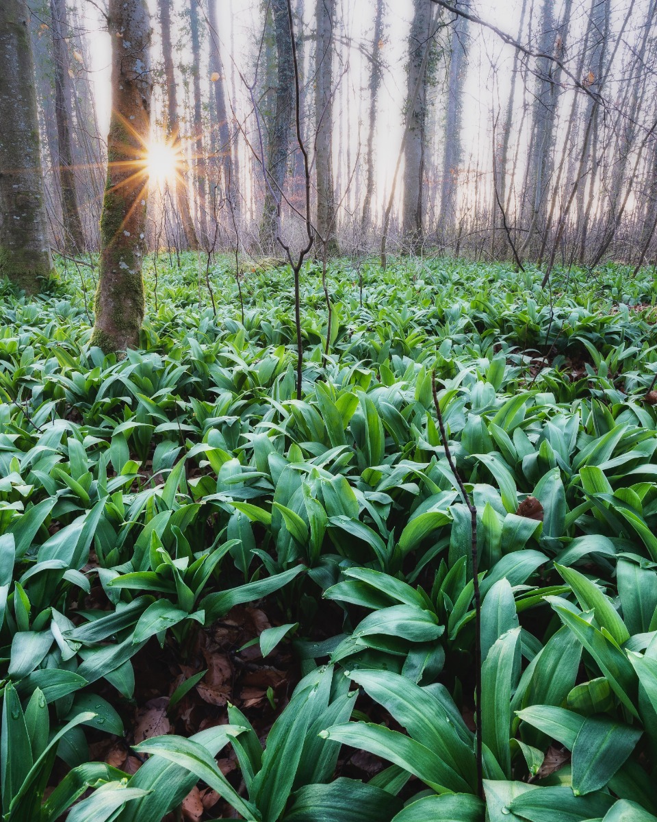 Plantation d'ail des ours