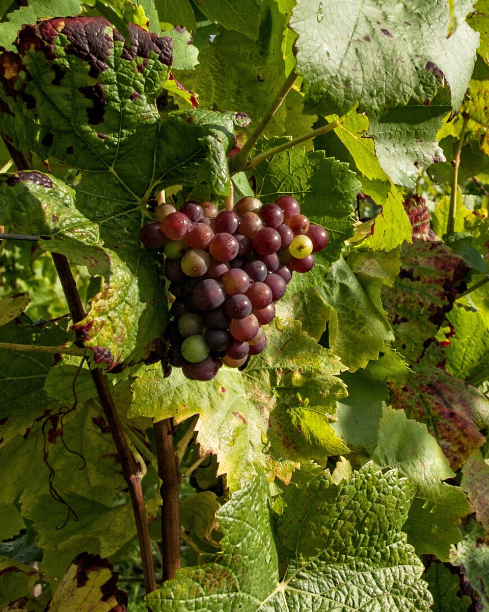 L'entretien des plants de vigne