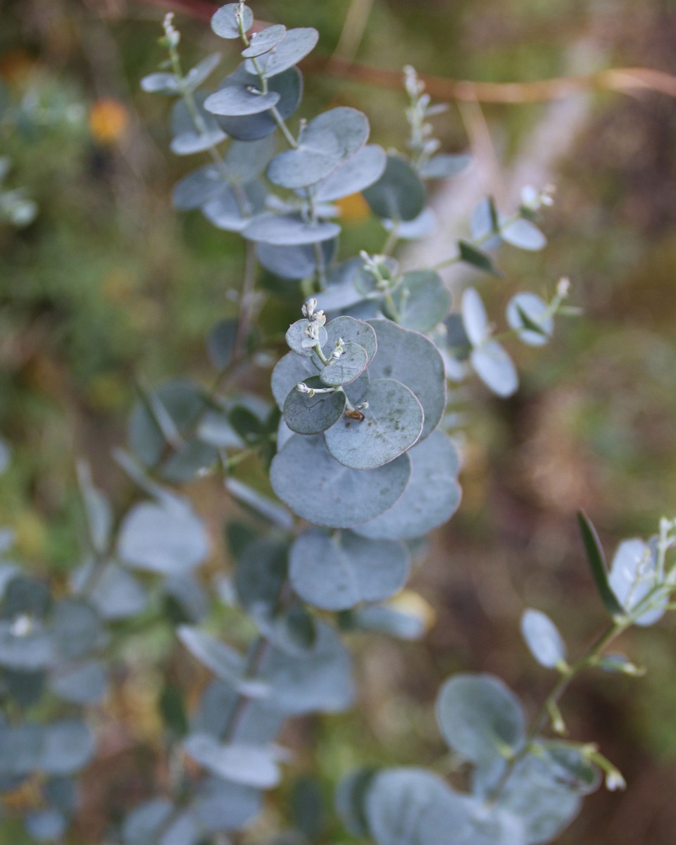 De la nourriture pour l'eucalyptus 