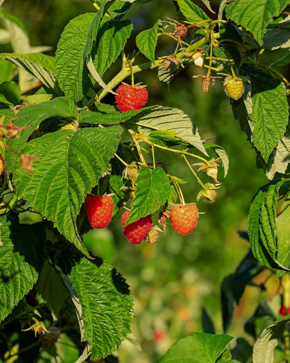 L'alimentation du framboisier 