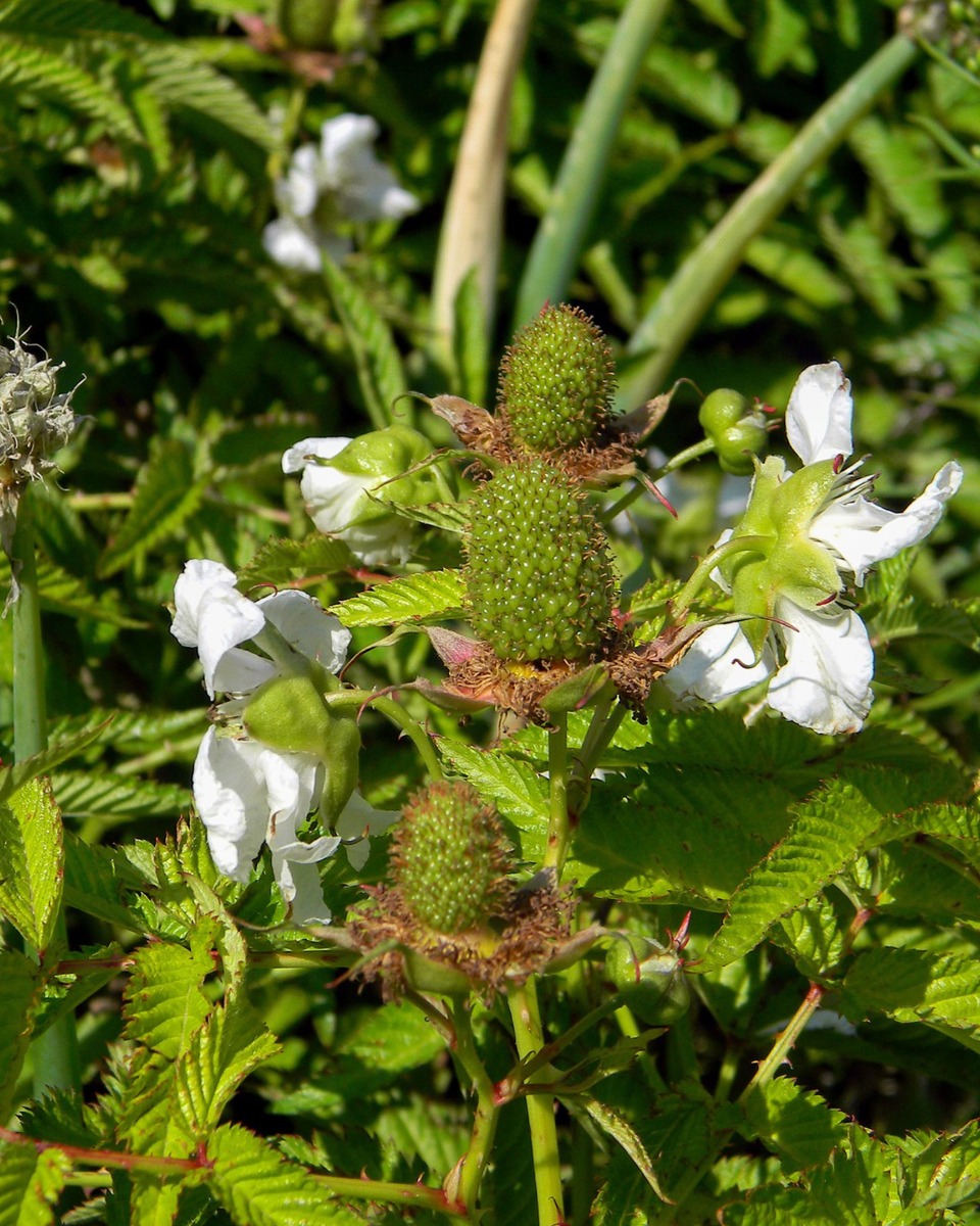 Fleurs du framboisier 