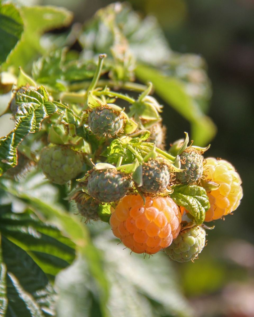 Plantation d'un framboisier