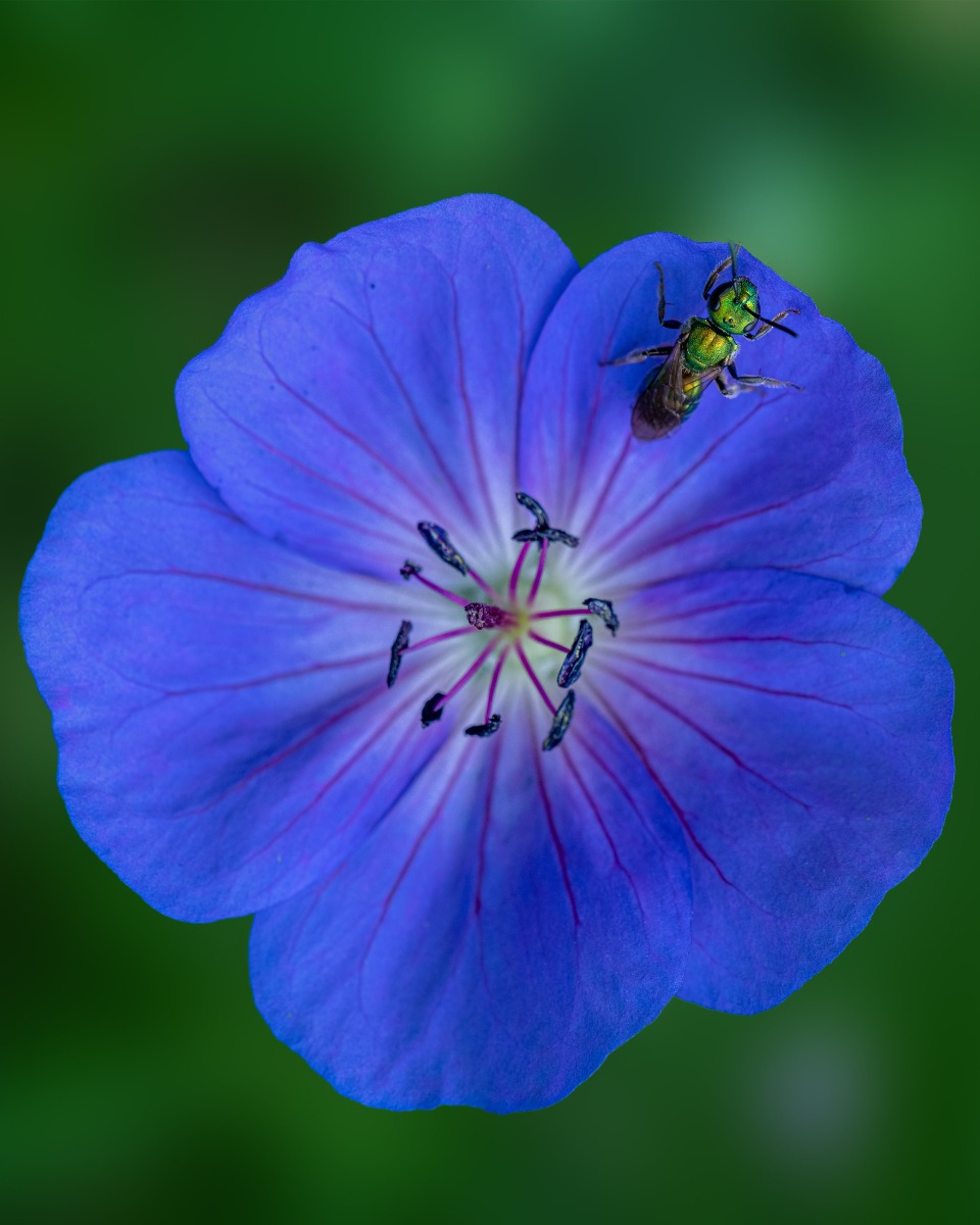 Fleur de géranium