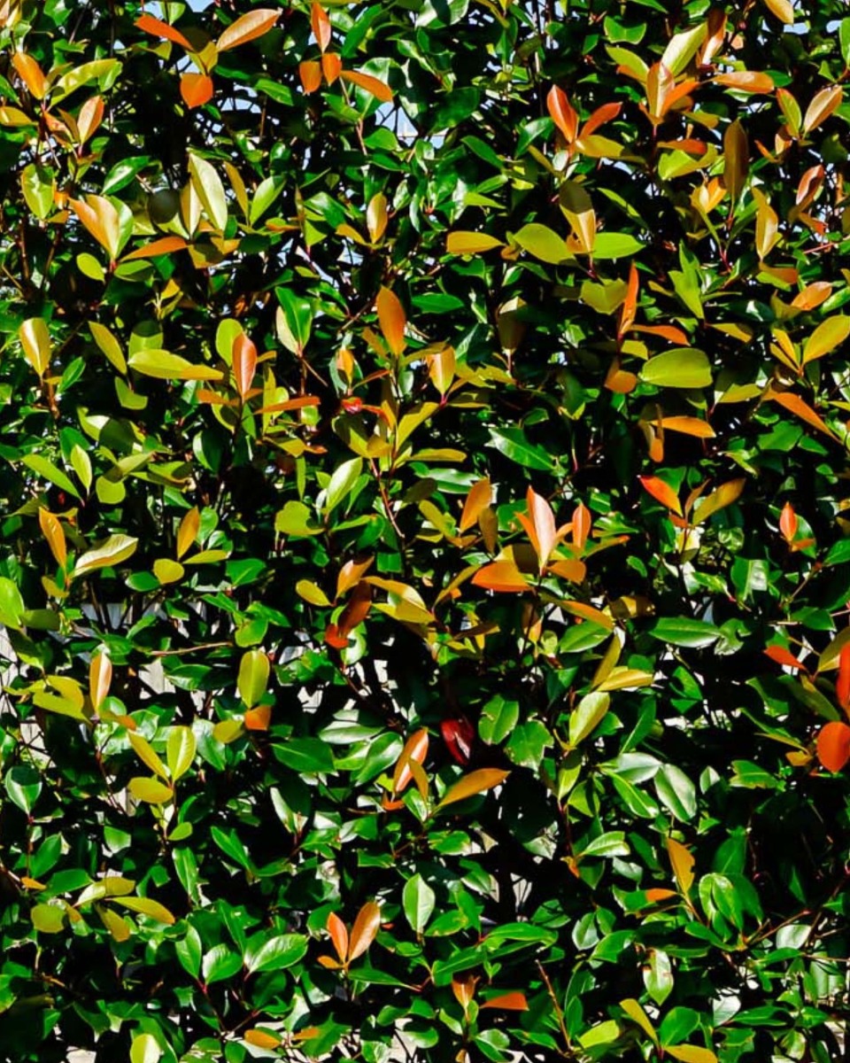 Entretenir Photinia