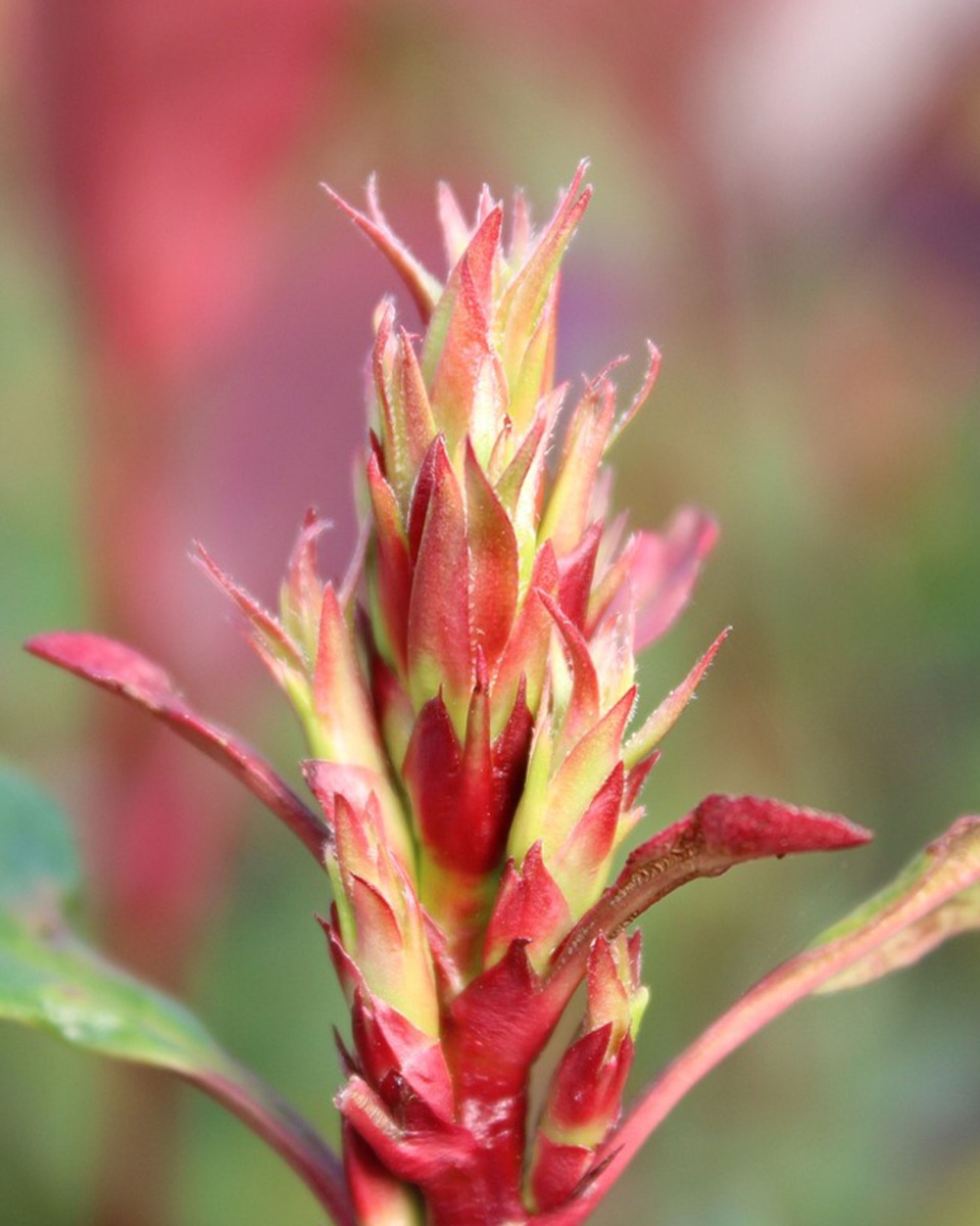 Fleurs du Photinia