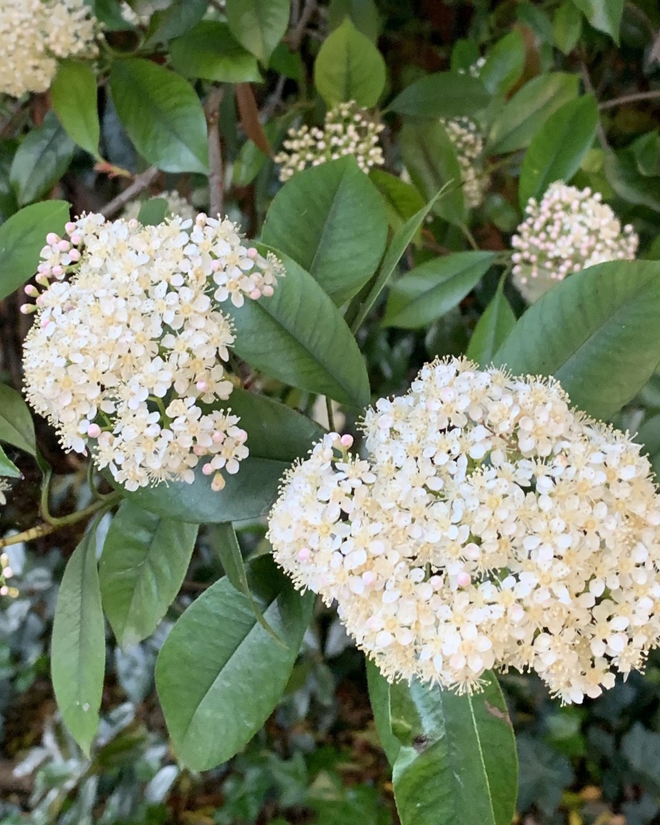 Plantation de Photinia