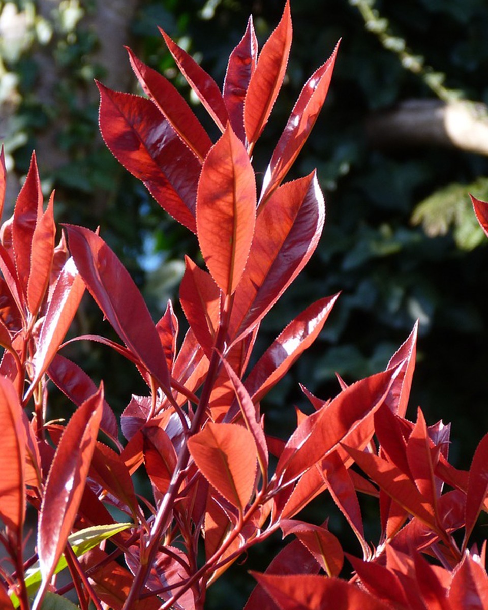 Emplacement du photinia