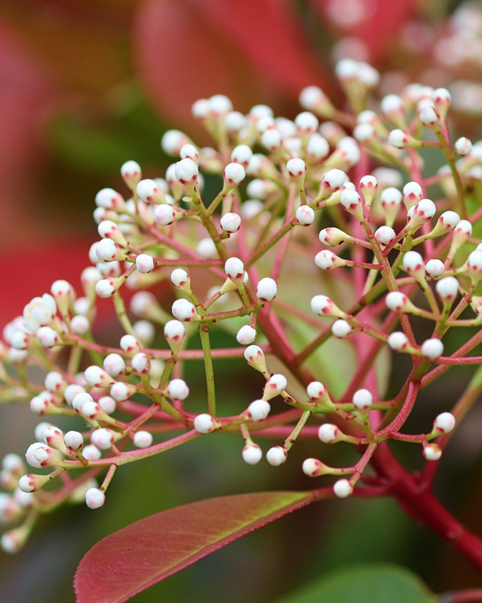 Nourriture pour le photinia