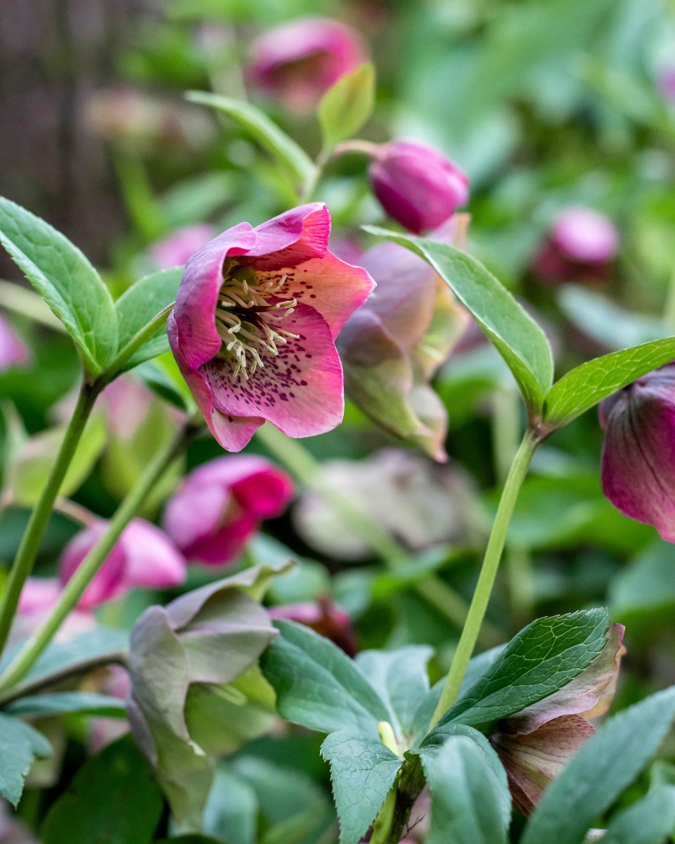 Plantes d'hellébores