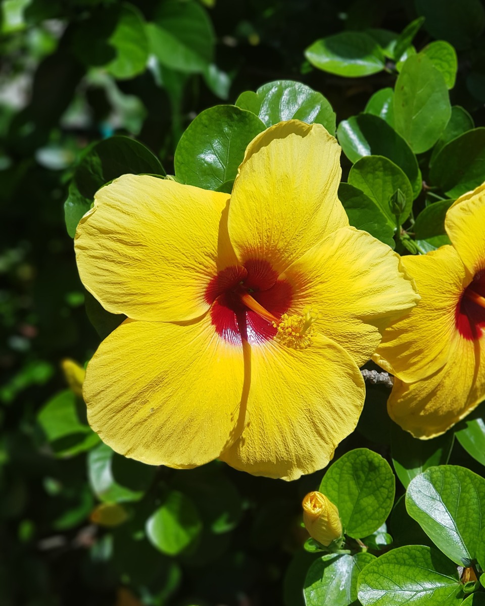 Hibiscus 