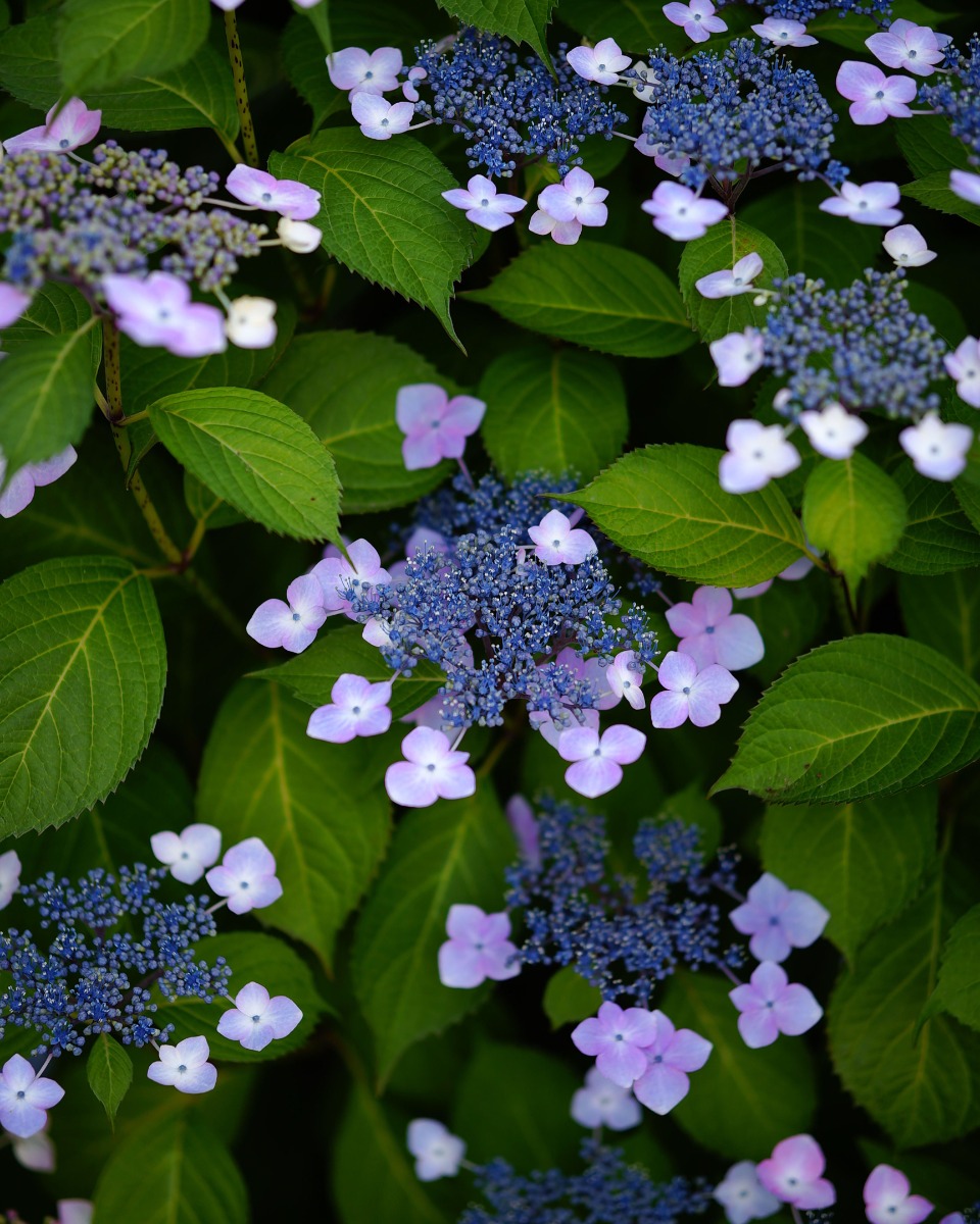 Fleurs d'hortensia