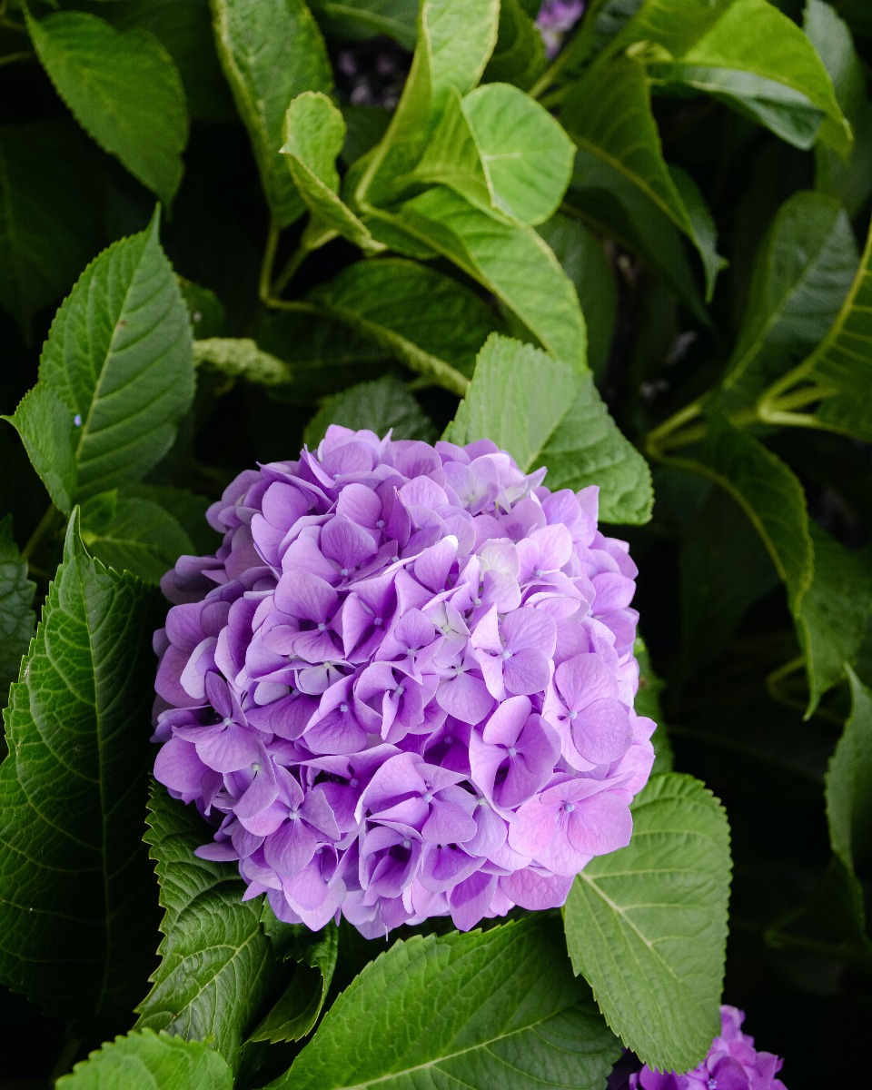 Plantes d'hortensia