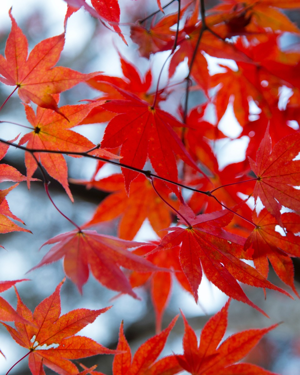 Arrosage de l'érable japonais