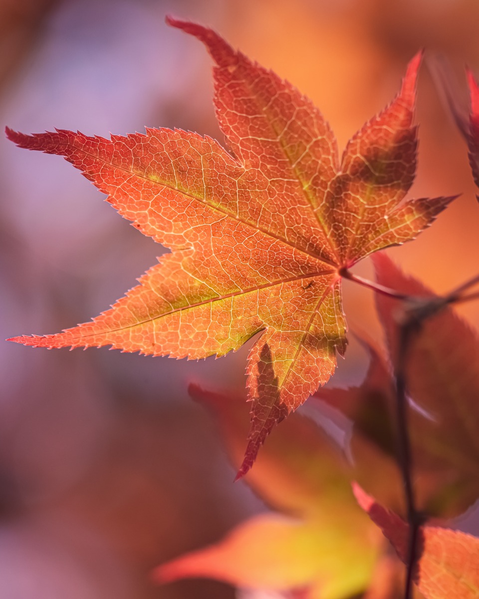 Plantes d'érable japonais