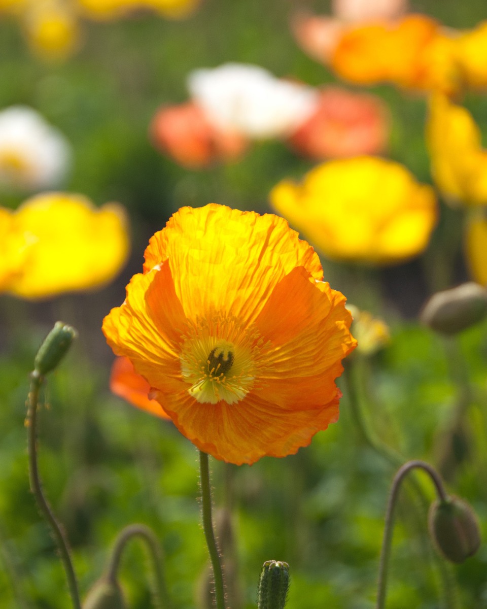 Coquelicot 