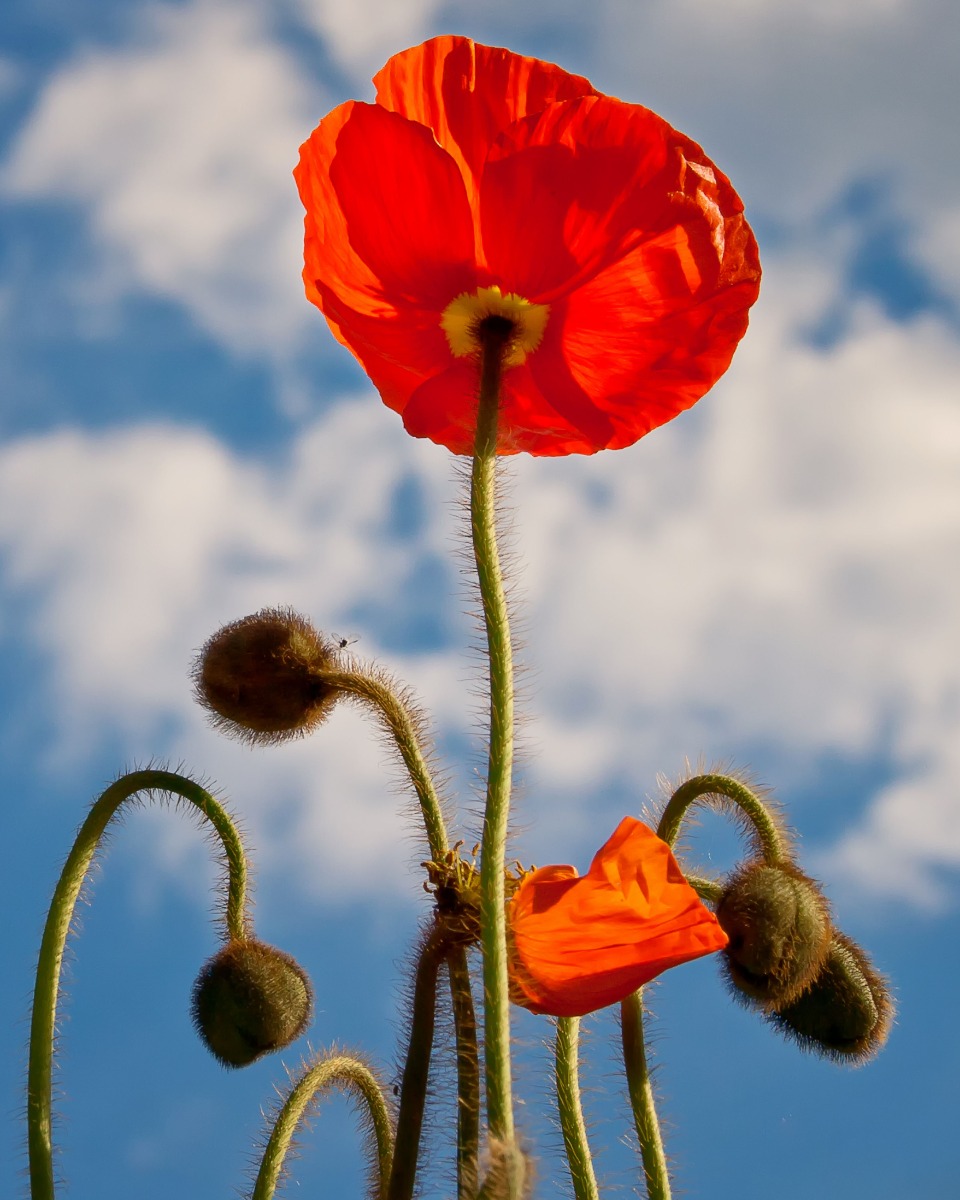 Entretien des coquelicots