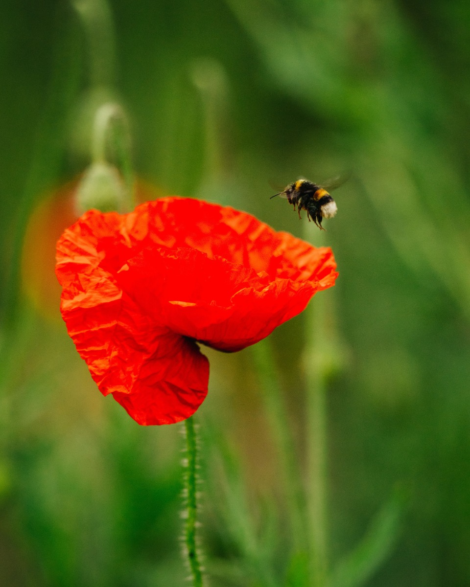 Fleurs du coquelicot