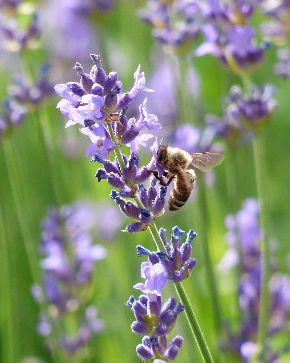 Fleurs de lavande