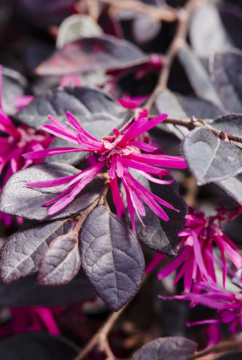 Les fleurs du loropetalum 