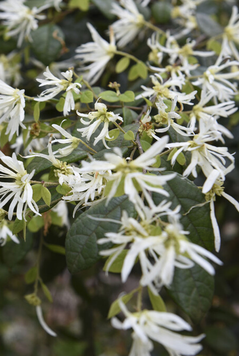 Plantation du loropetalum