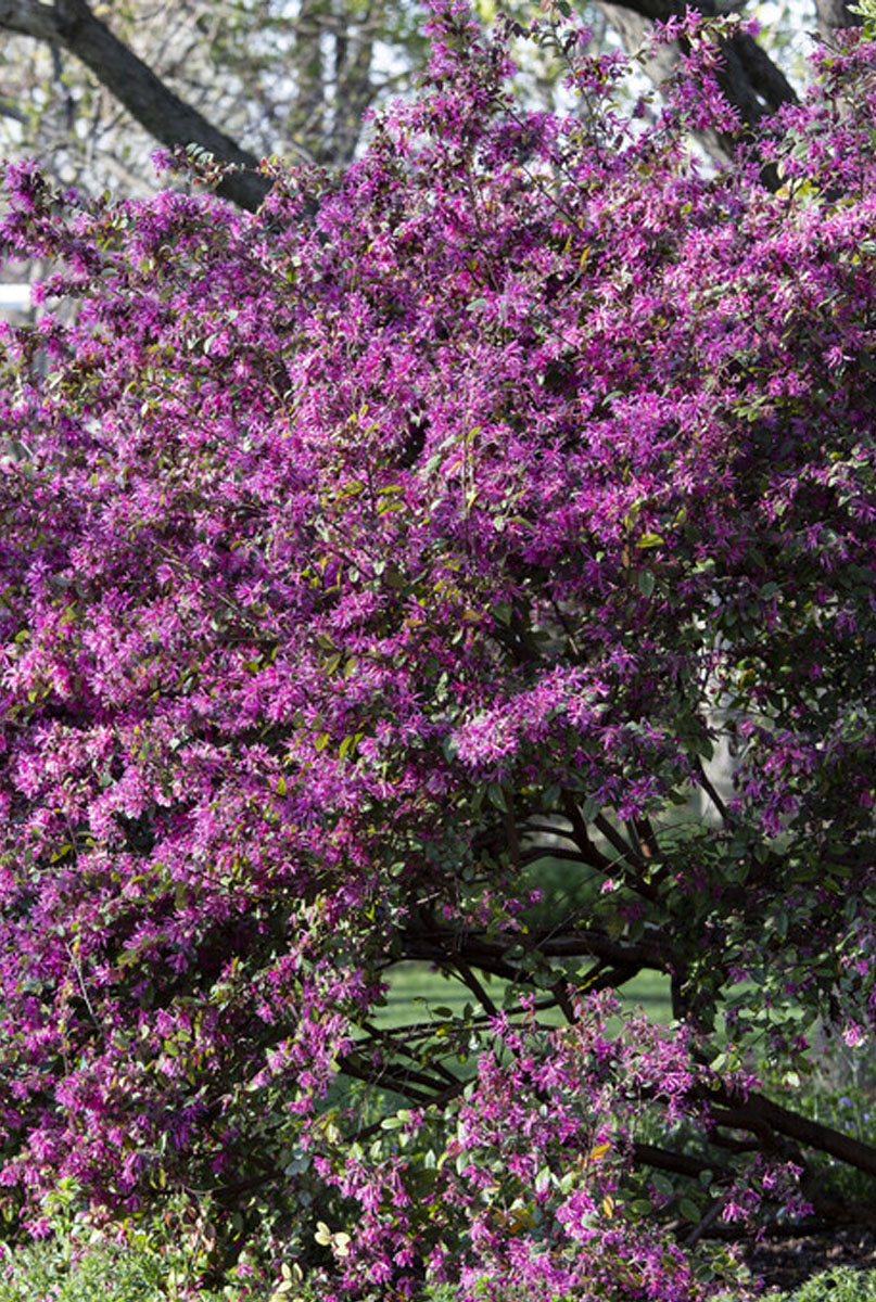 Arrosage du Loropetalum