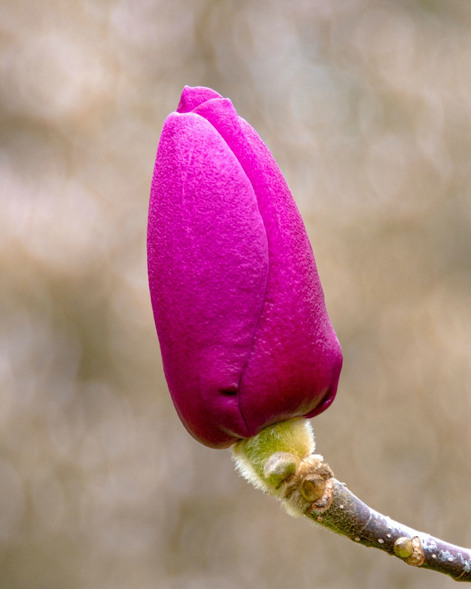 Fleurs de magnolia