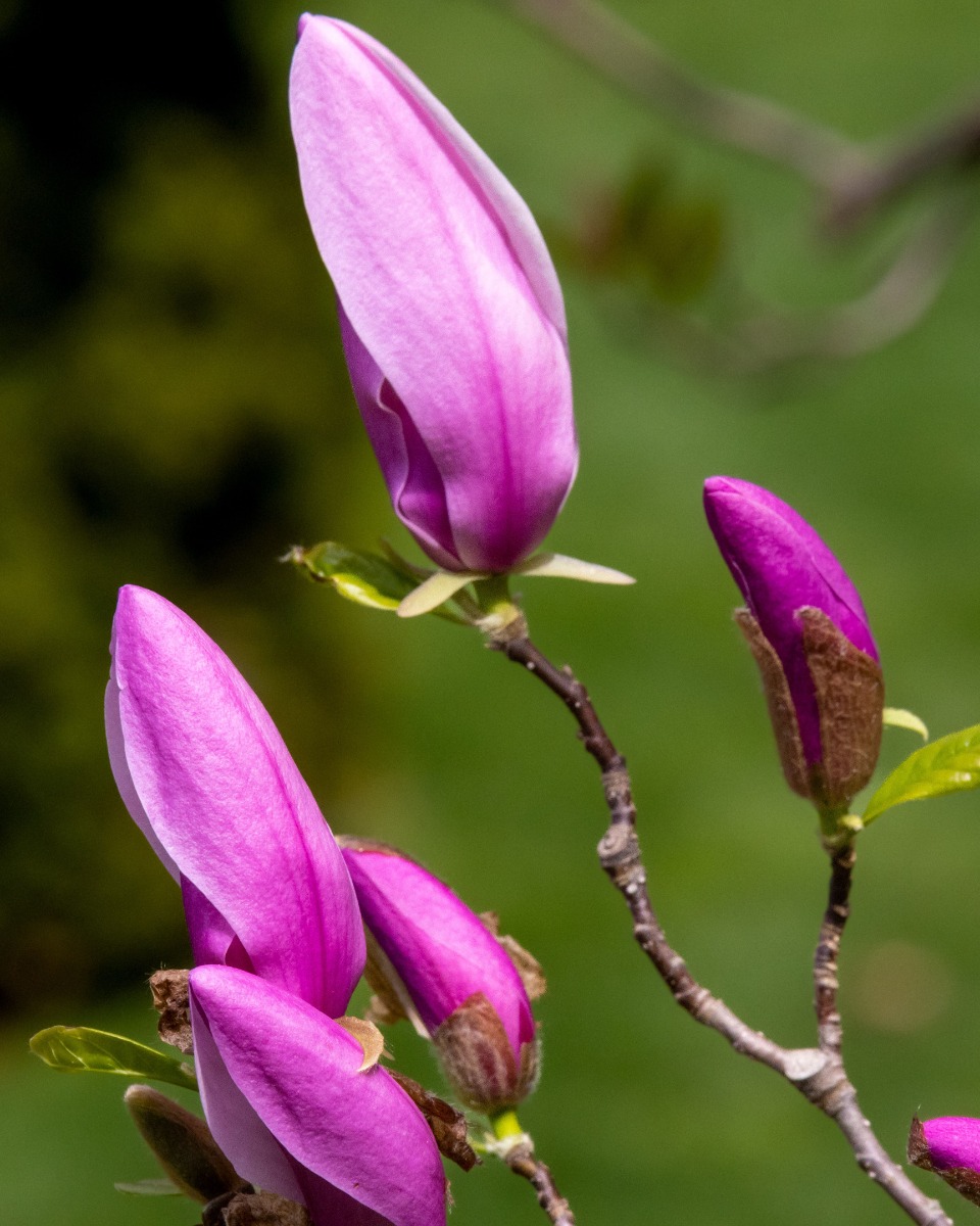 Emplacement du magnolia