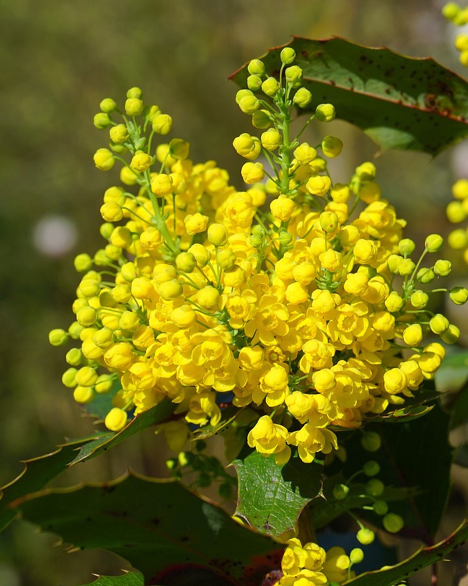 Rempotage du mahonia