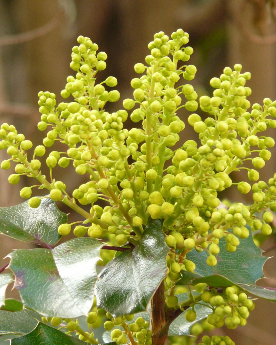 emplacement de la mahonia