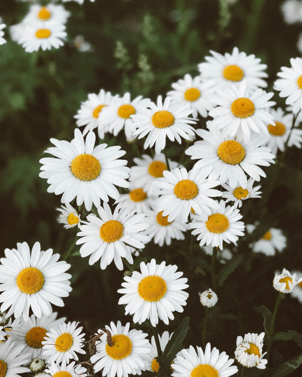 Marguerite Leucanthème 