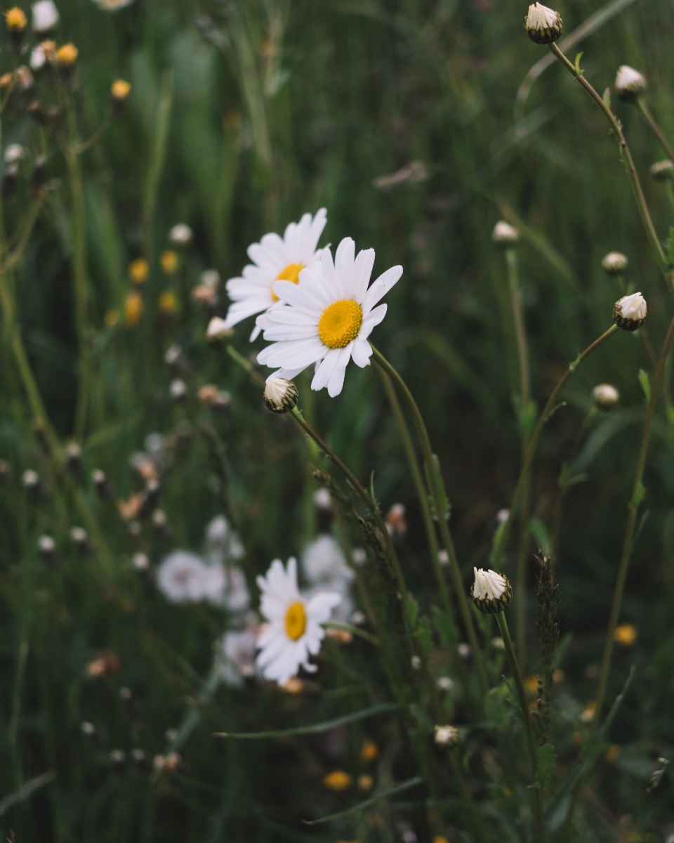 Aliments pour la Marguerite