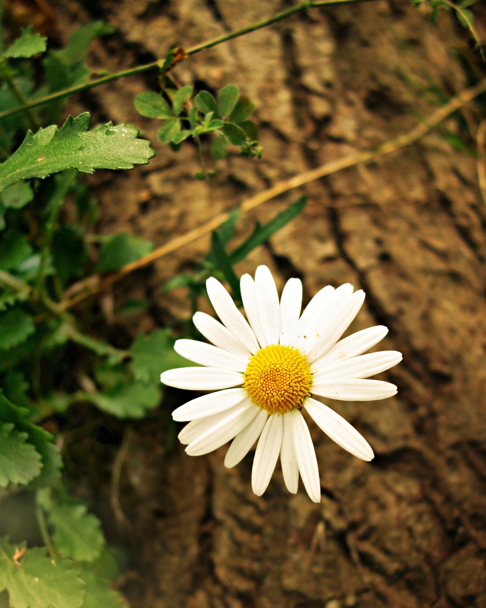 Maintenir la marguerite