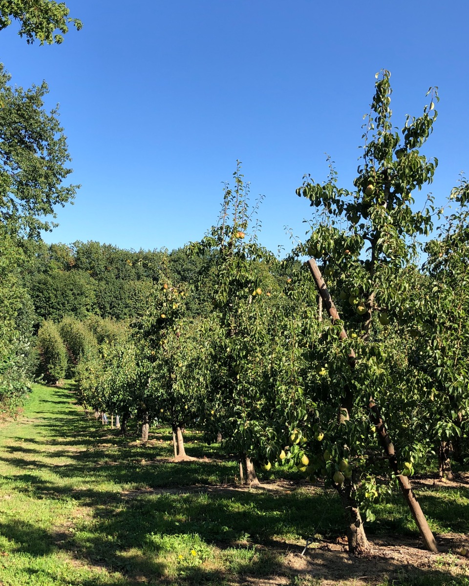 Plantation d'un poirier