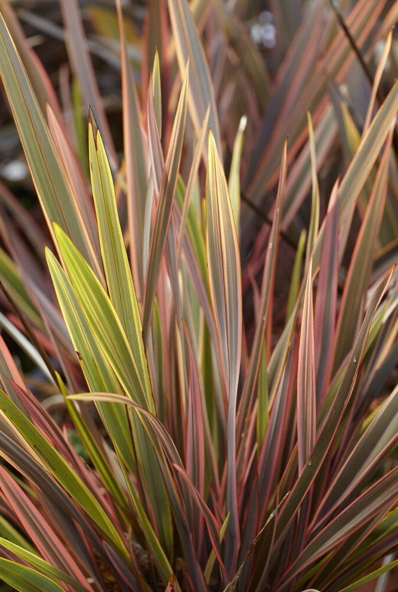 Emplacement pour le phormium