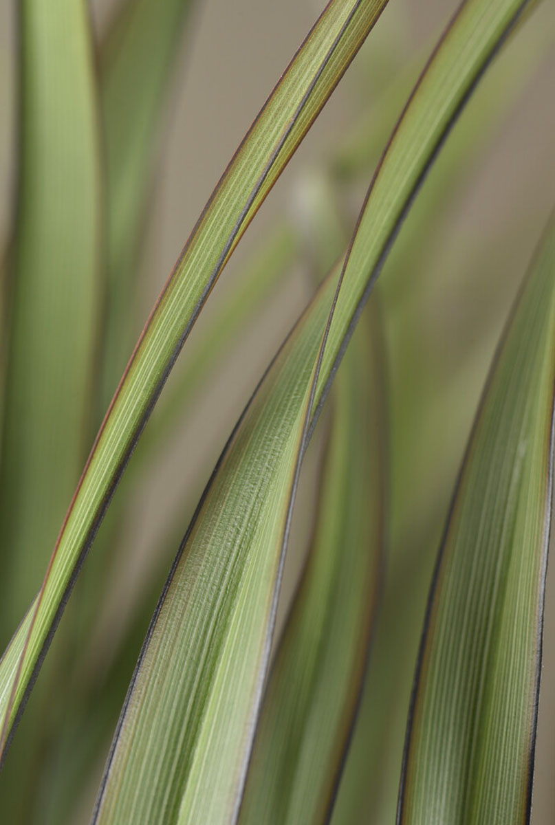 Entretien du phormium